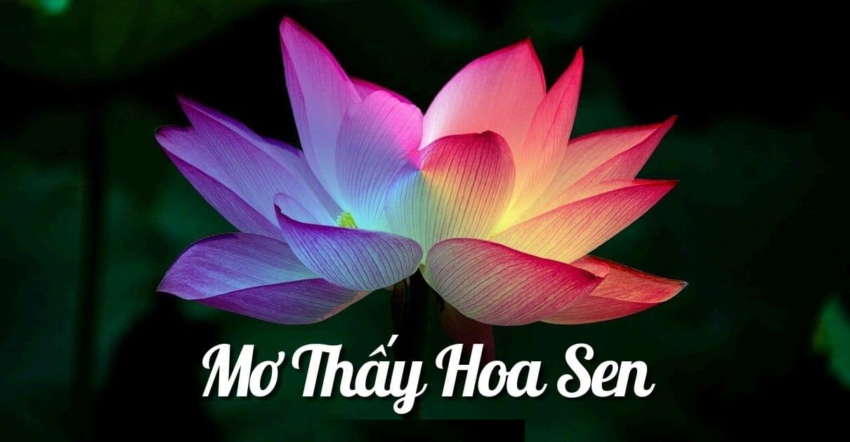 Giải mã giấc mơ về hoa sen - Ý nghĩa tâm linh về giấc mơ