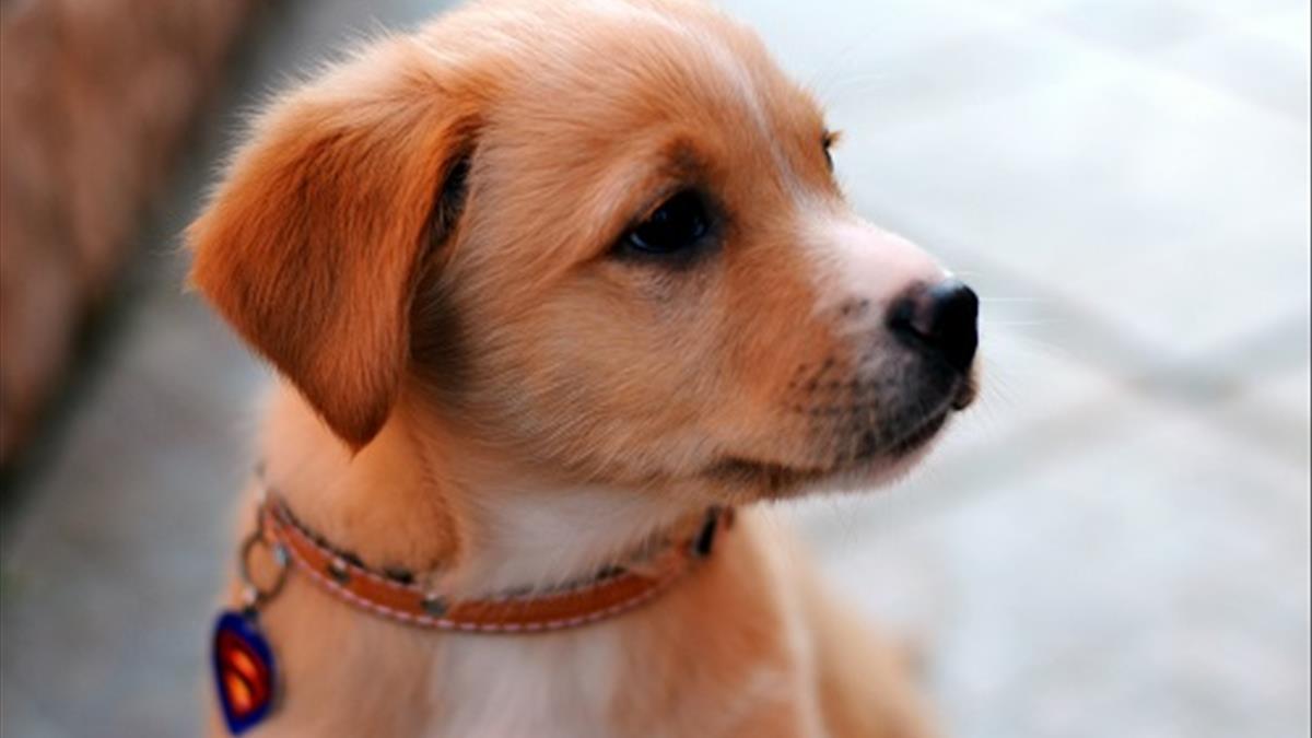 Mơ Thấy Chó Cắn Nên Đánh Số Mấy