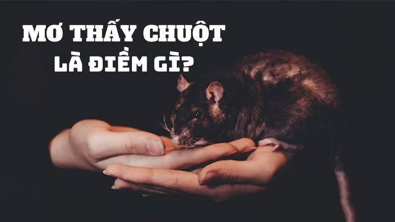 Nằm mơ thấy chuột là điềm gì?