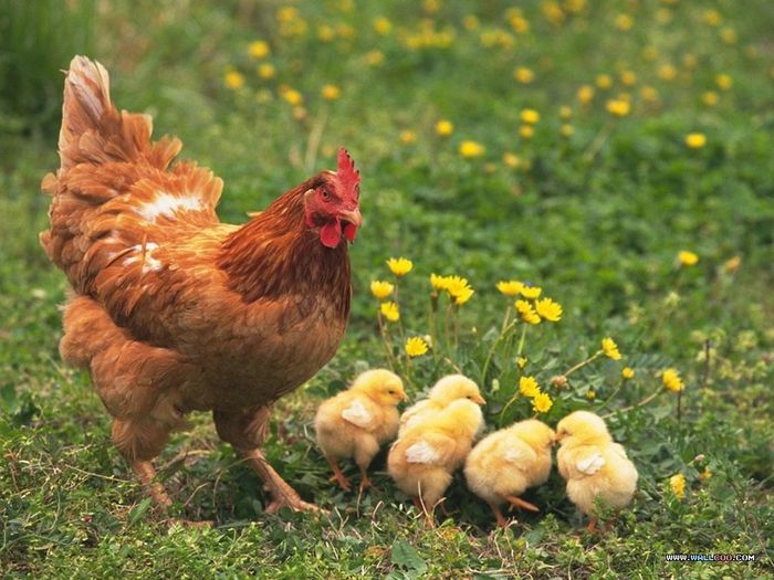 Mơ thấy đàn gà con mang số may mắn nào?