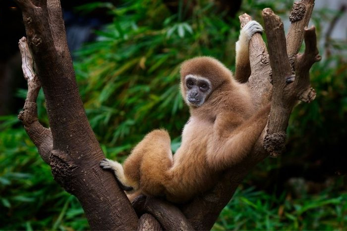 Mơ thấy khỉ theo từng tháng âm lịch