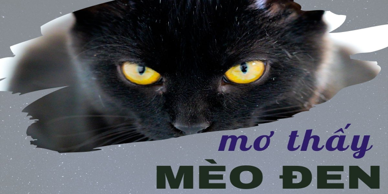 Giải mã giấc mơ thấy mèo đen đánh số bao nhiêu?