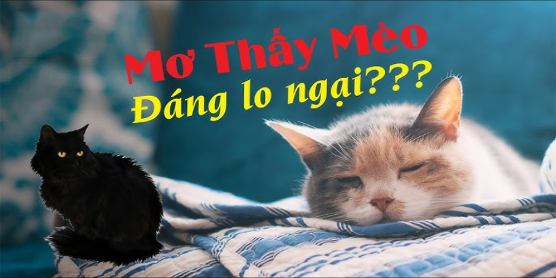 Mơ thấy mèo mướp đánh con gì?