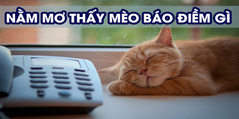 Mơ thấy mèo vàng và những điềm báo về tài lộc